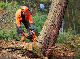 Best Hazardous Tree Removal  in Mont Belvieu, TX