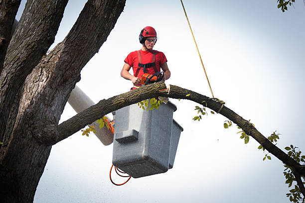 Why Choose Our Tree Removal Services in Mont Belvieu, TX?