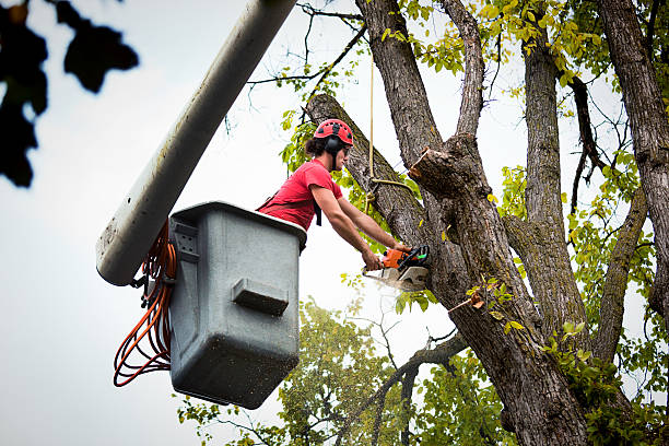 Best Fruit Tree Pruning  in Mont Belvieu, TX